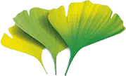 Ginkmedžio lapai